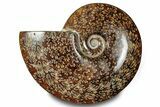 Polished Ammonite (Cleoniceras) Fossil - Madagascar #283315-1